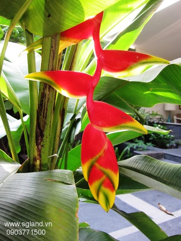 biệt thự khu đường Võ Trường Toản