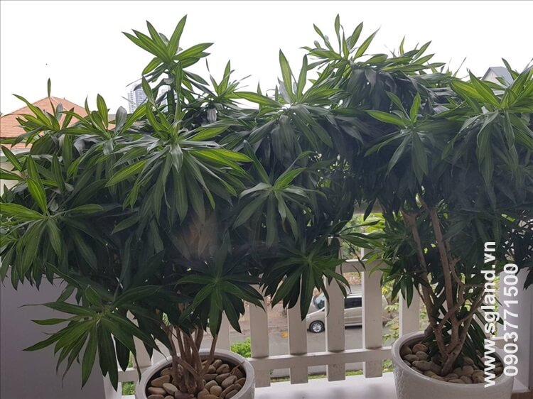 Biệt thự Fideco Thảo Điền tại – Nhà Đất Sài Gòn | Biệt thự Thảo Điền Quận 2