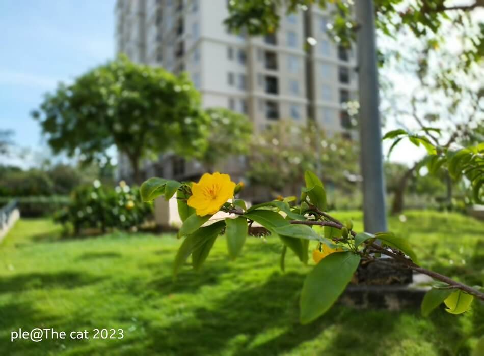 Căn Hộ Chung Cư tại – Nhà Đất Sài Gòn | Biệt thự Thảo Điền Quận 2